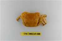 藏品(字纹弓蟹)的圖片